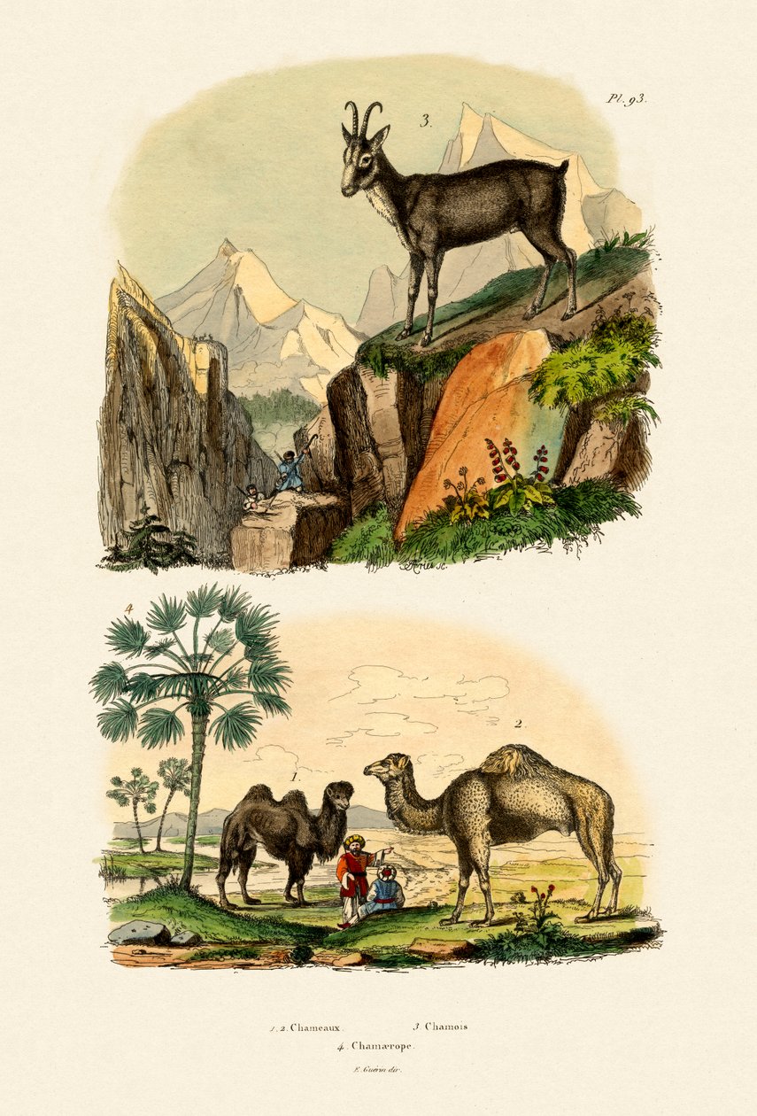 Dromedar, 1833-39 av French School