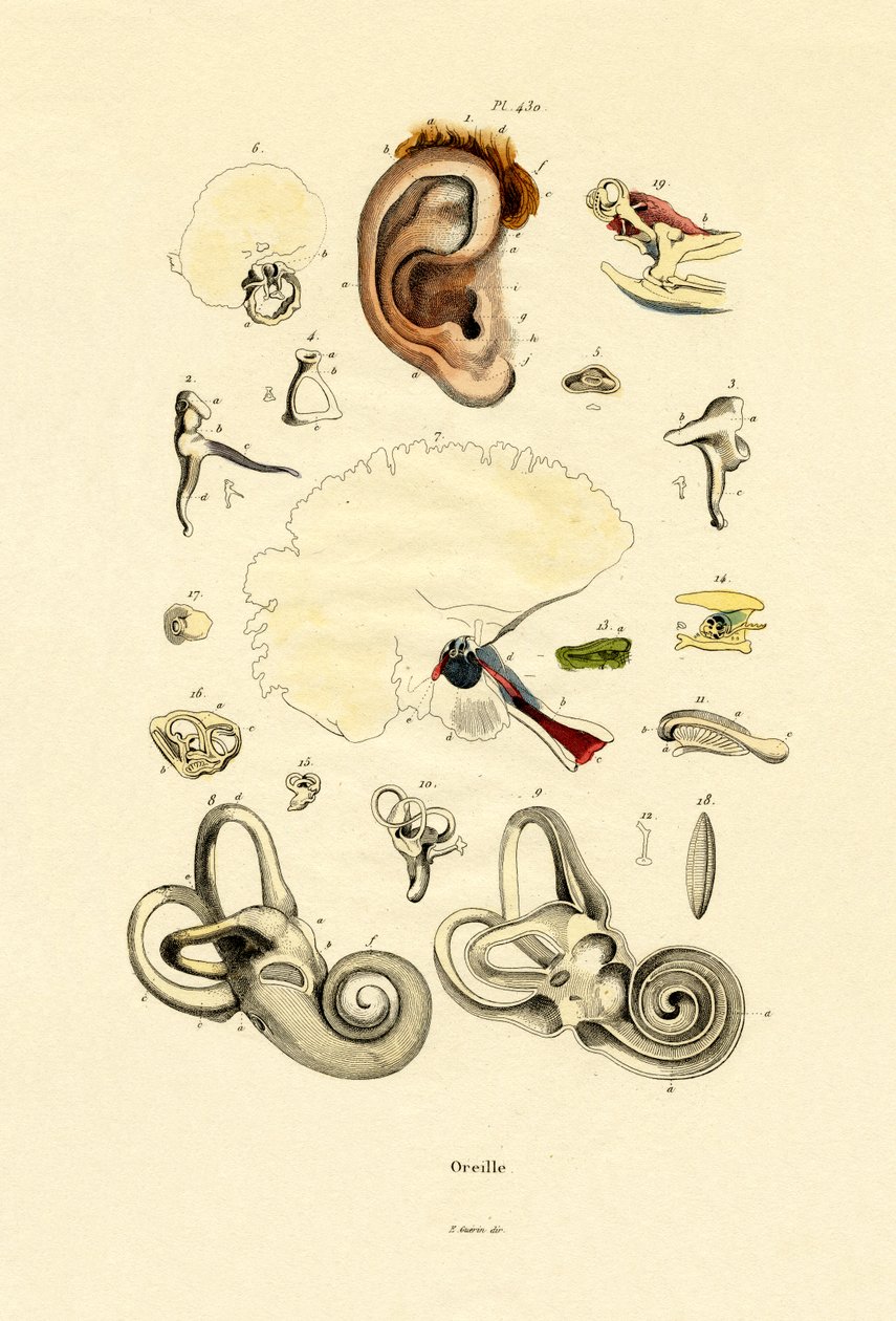 Öra, 1833-39 av French School