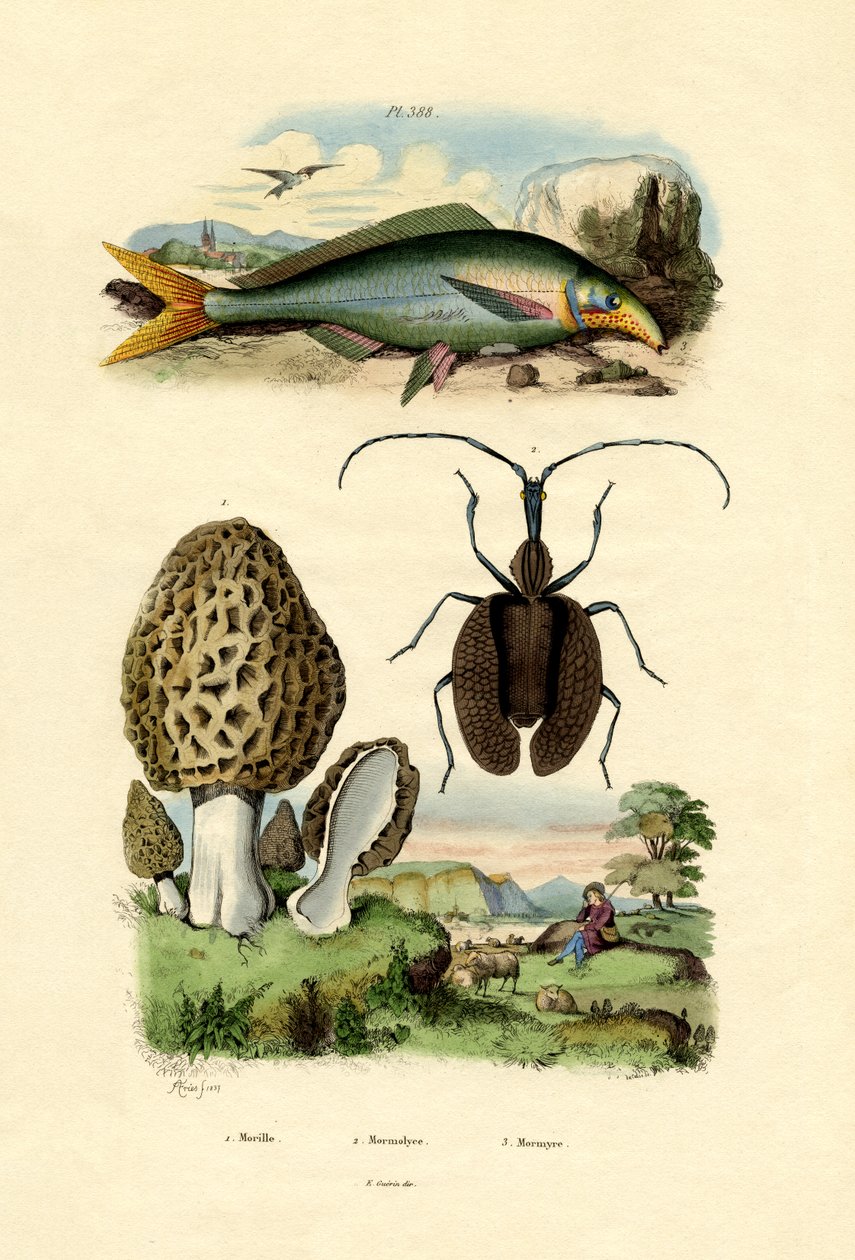Ätbar Morel, 1833-39 av French School