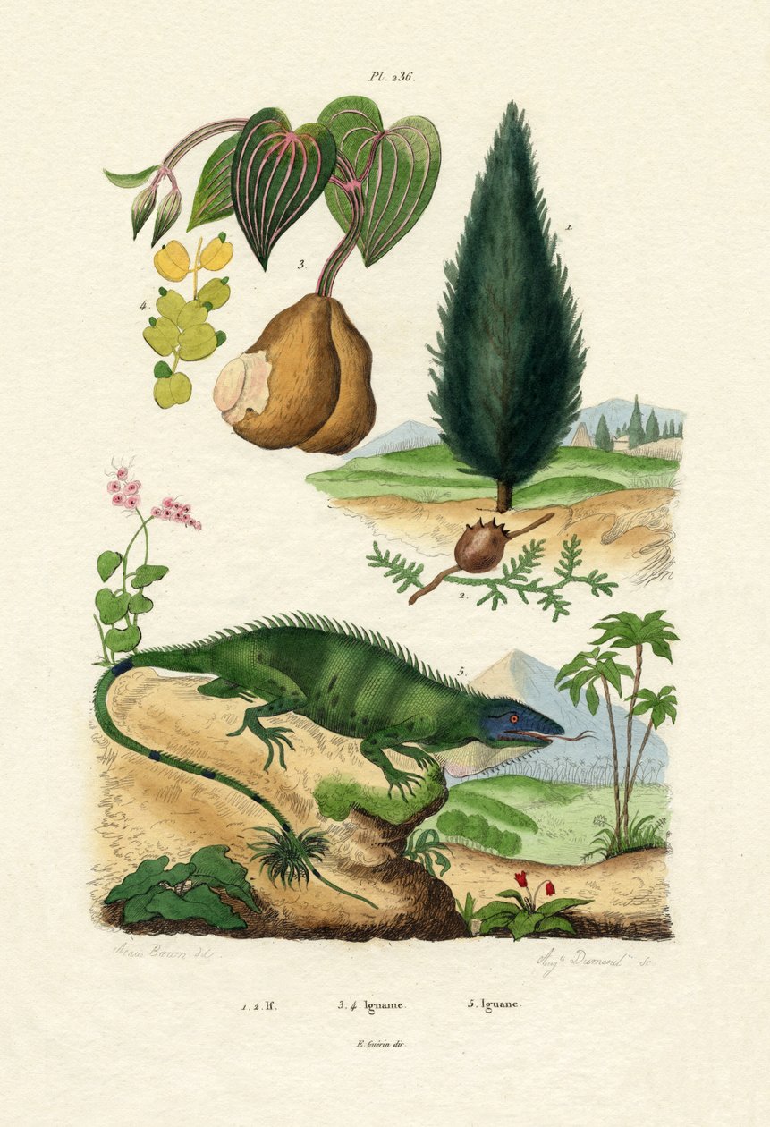 Europeisk idegran, 1833-39 av French School