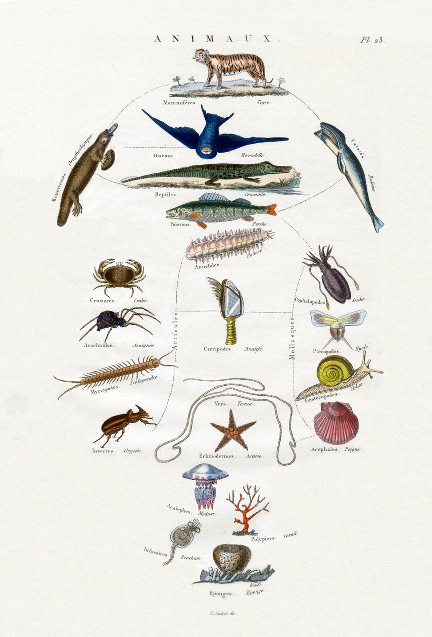 Evolution, 1833-39 av French School