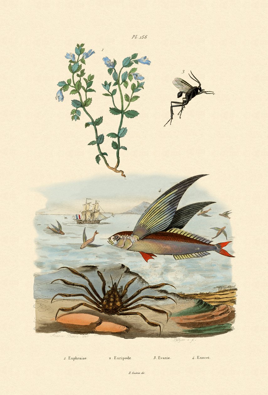 Eyebright, 1833-39 av French School