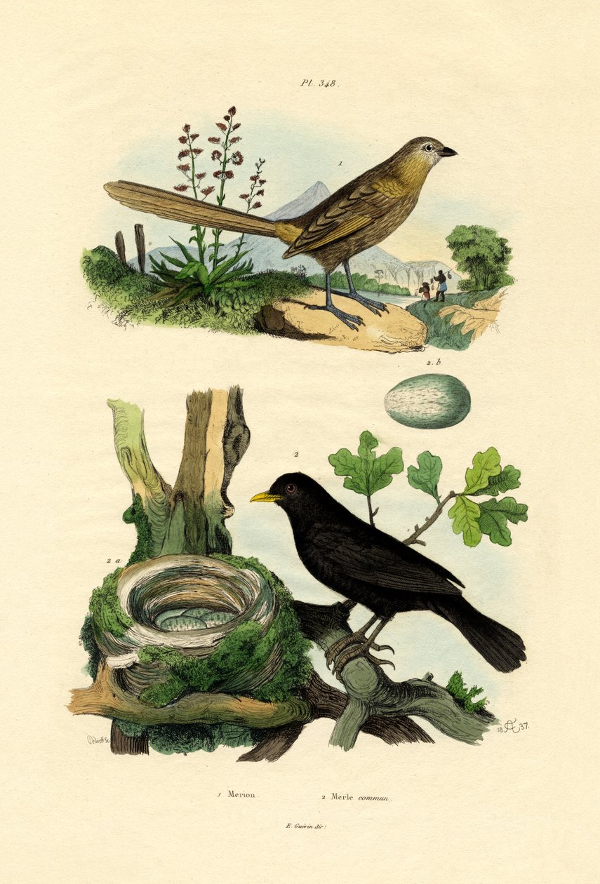 Fe-gärdsmyg, 1833-39 av French School