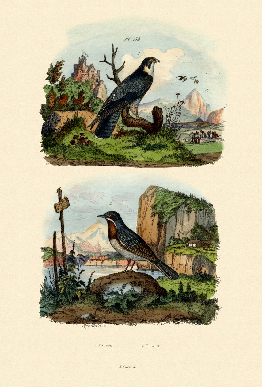 Falk, 1833-39 av French School