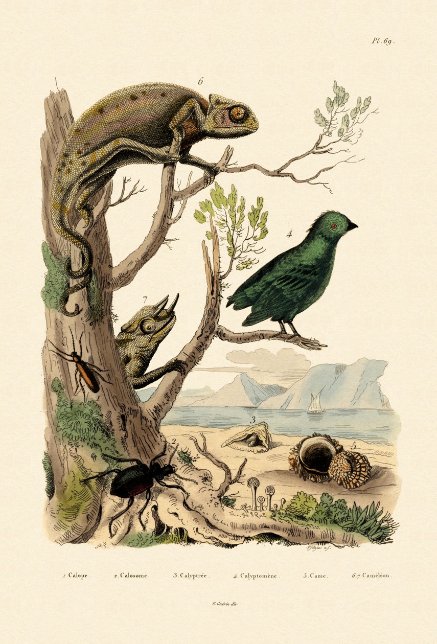 Falsk blåsbagge, 1833-39 av French School