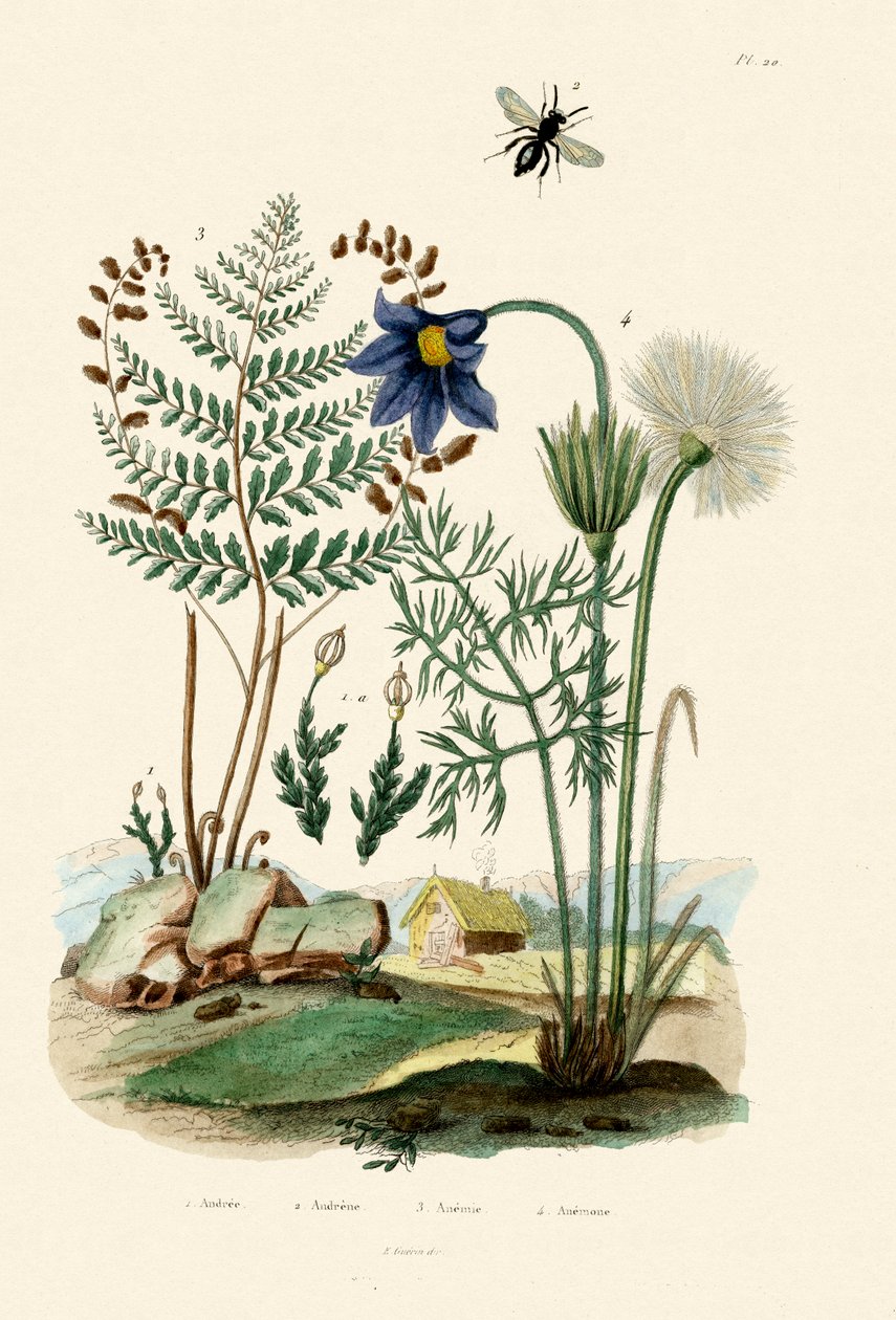 Fern, 1833-39 av French School