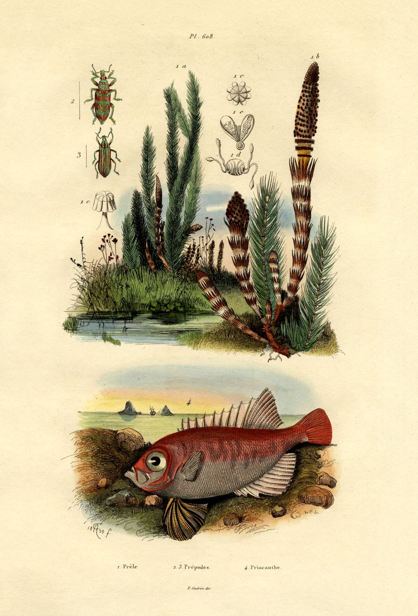 Åkerfräken, 1833-39 av French School