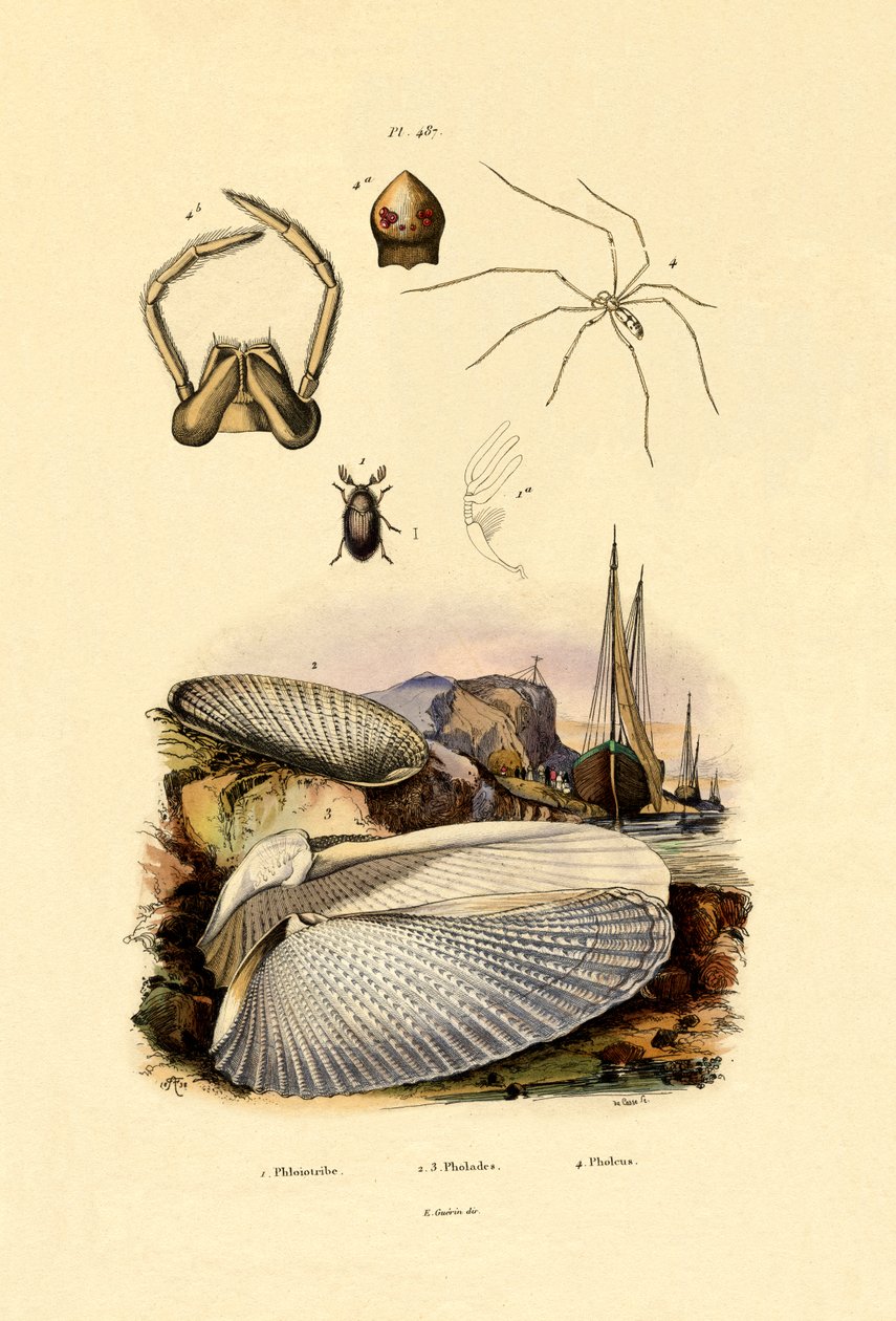 Fingerskal, 1833-39 av French School
