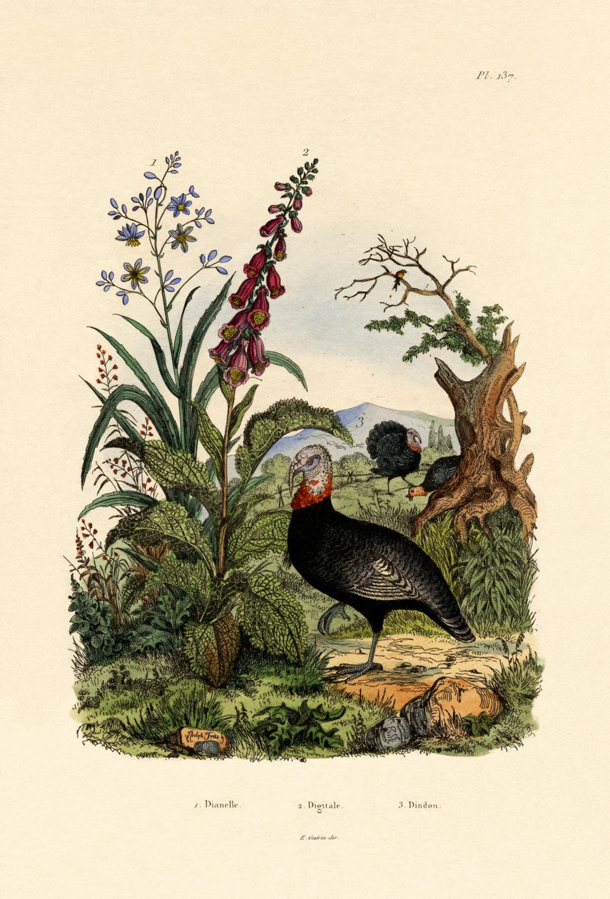 Linlilja, 1833-39 av French School
