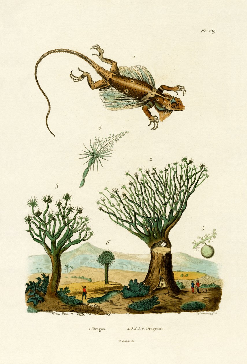 Flygande drake, 1833-39 av French School