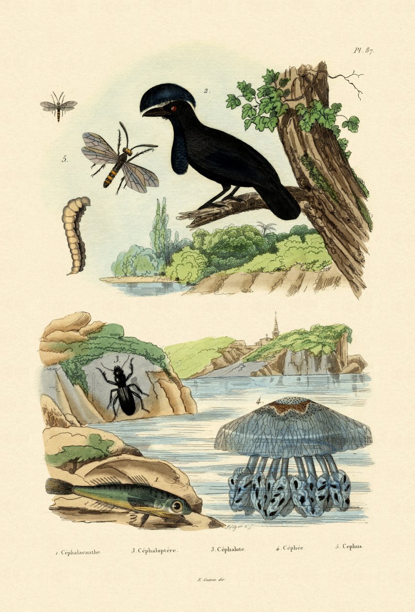 Flygande Gurnard, 1833-39 av French School
