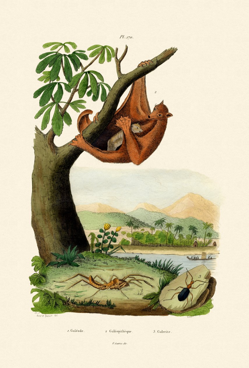 Flygande lemur, 1833-39 av French School