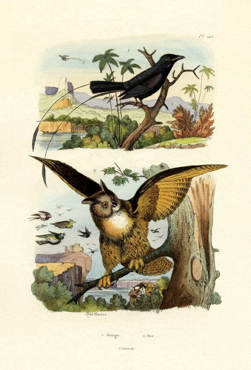 Gaffelstjärtad drongo, 1833-39 av French School