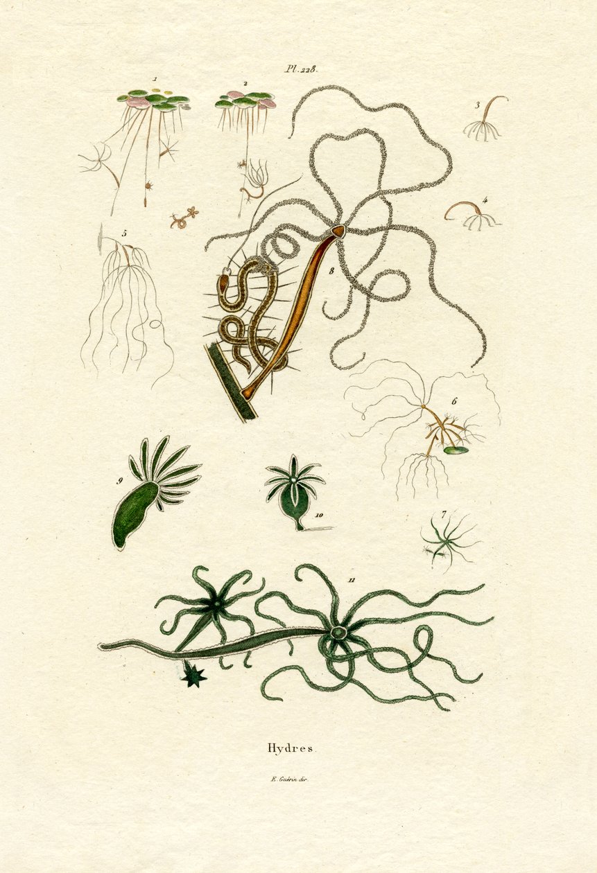 Sötvattenpolyper, 1833-39 av French School