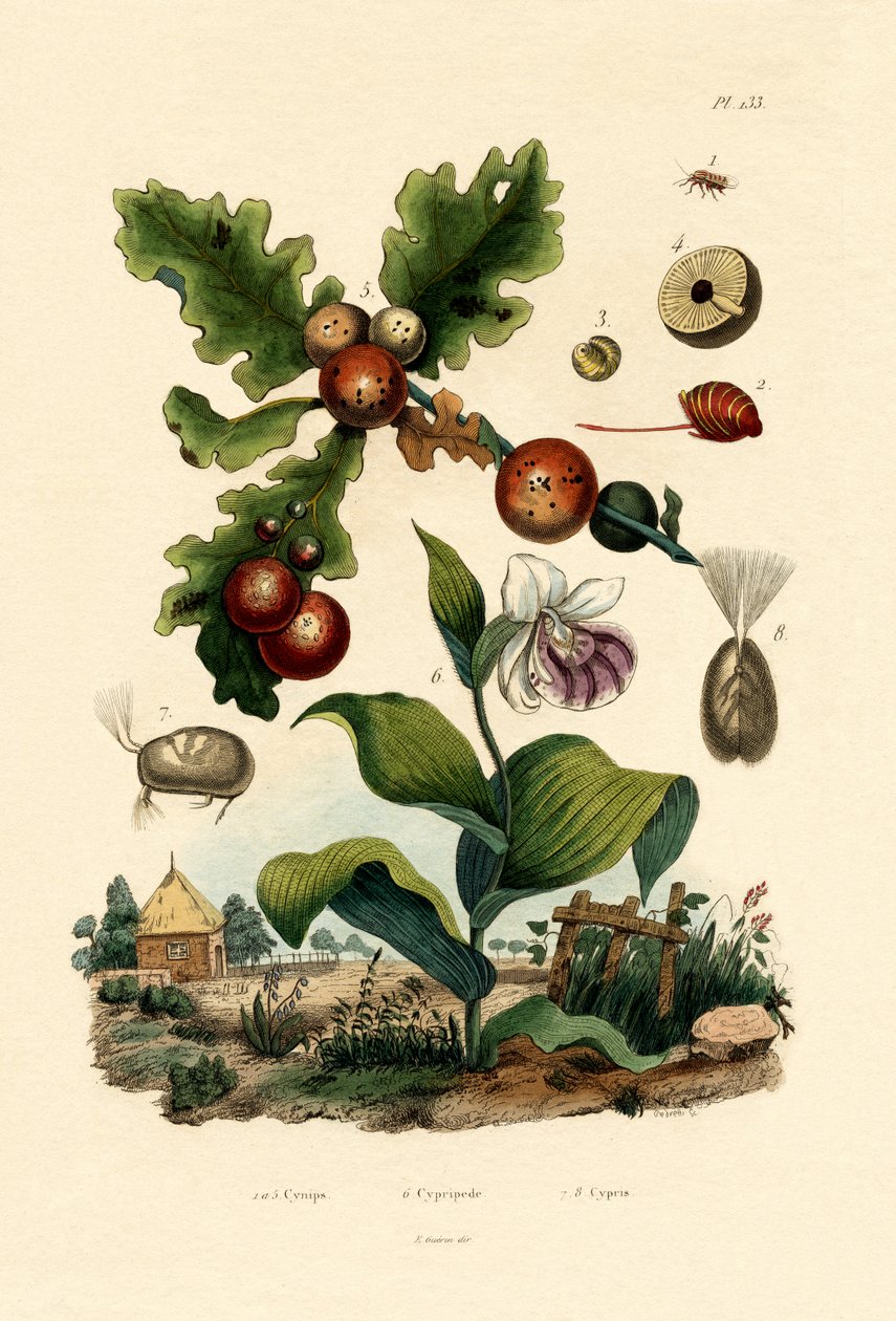 Gallgeting, 1833-39 av French School