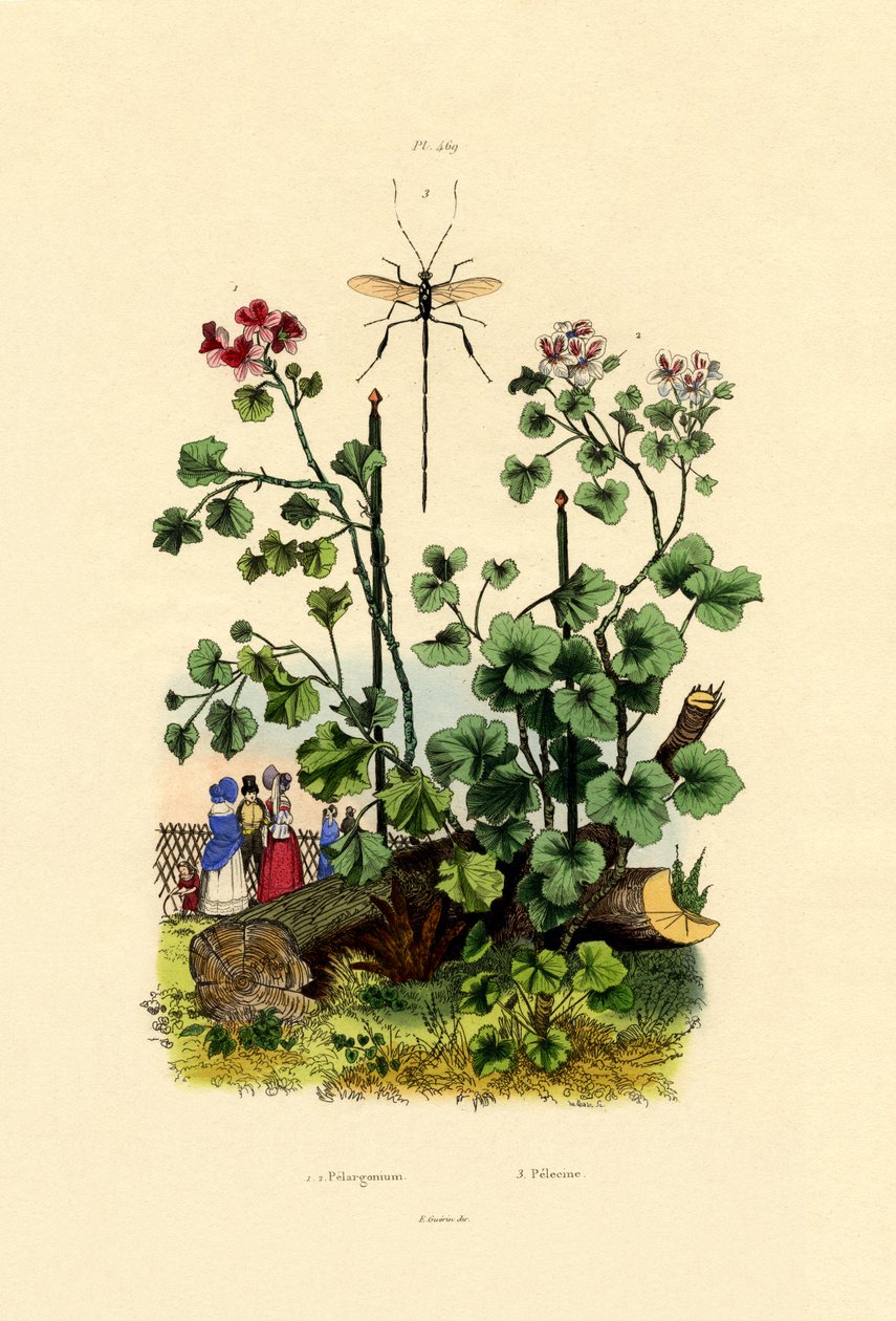 Pelargon, 1833-39 av French School