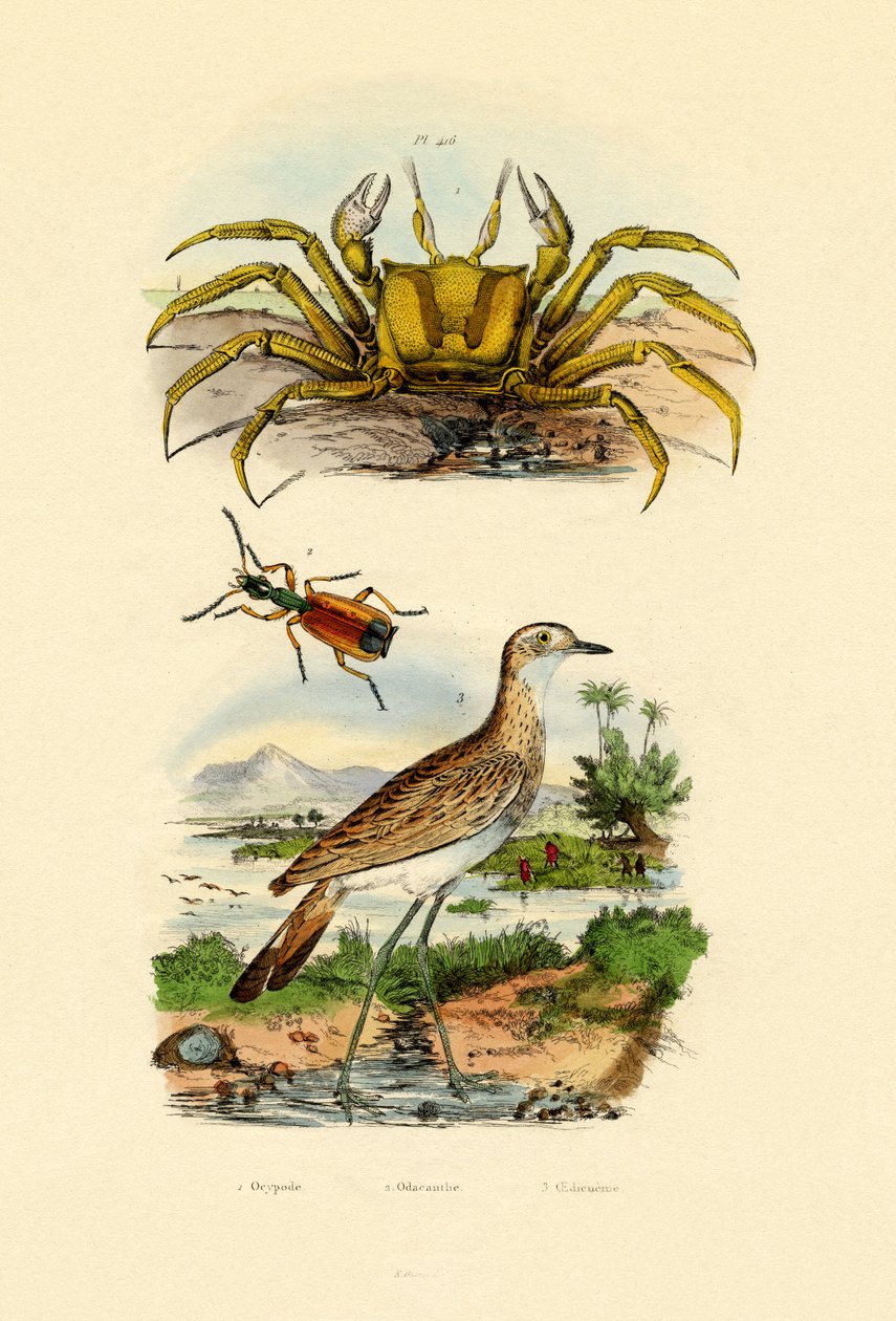 Spökkrabba, 1833-39 av French School