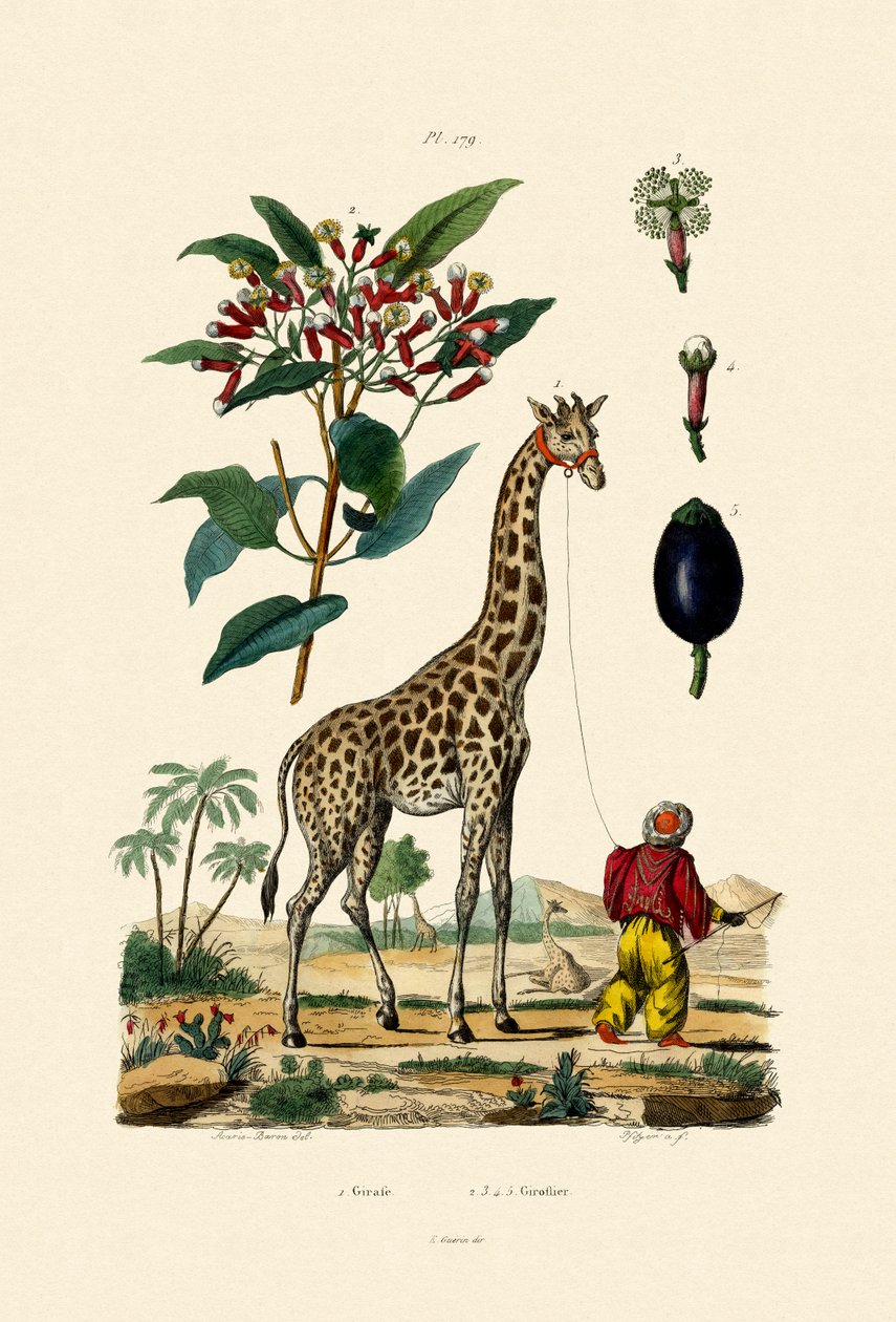 Giraff, 1833-39 av French School