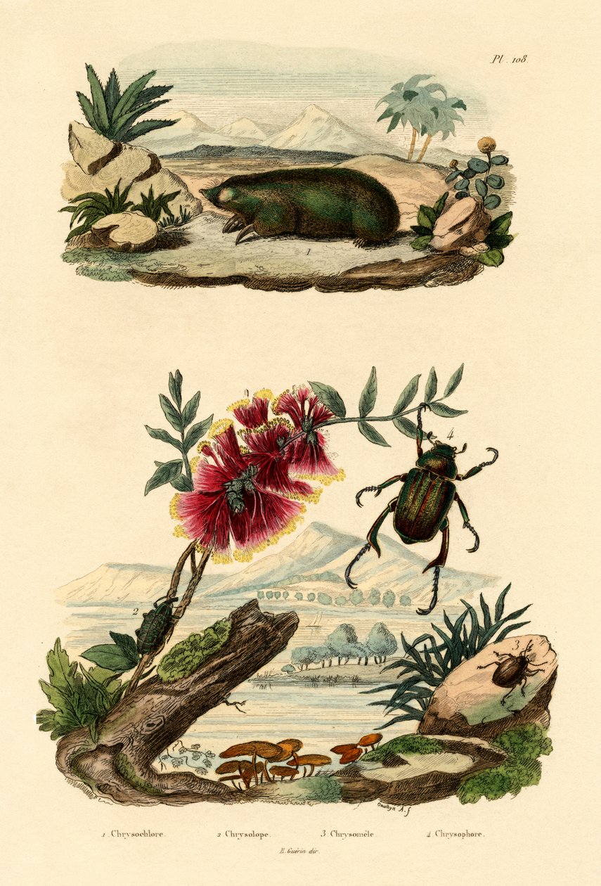 Gyllene mullvad, 1833-39 av French School