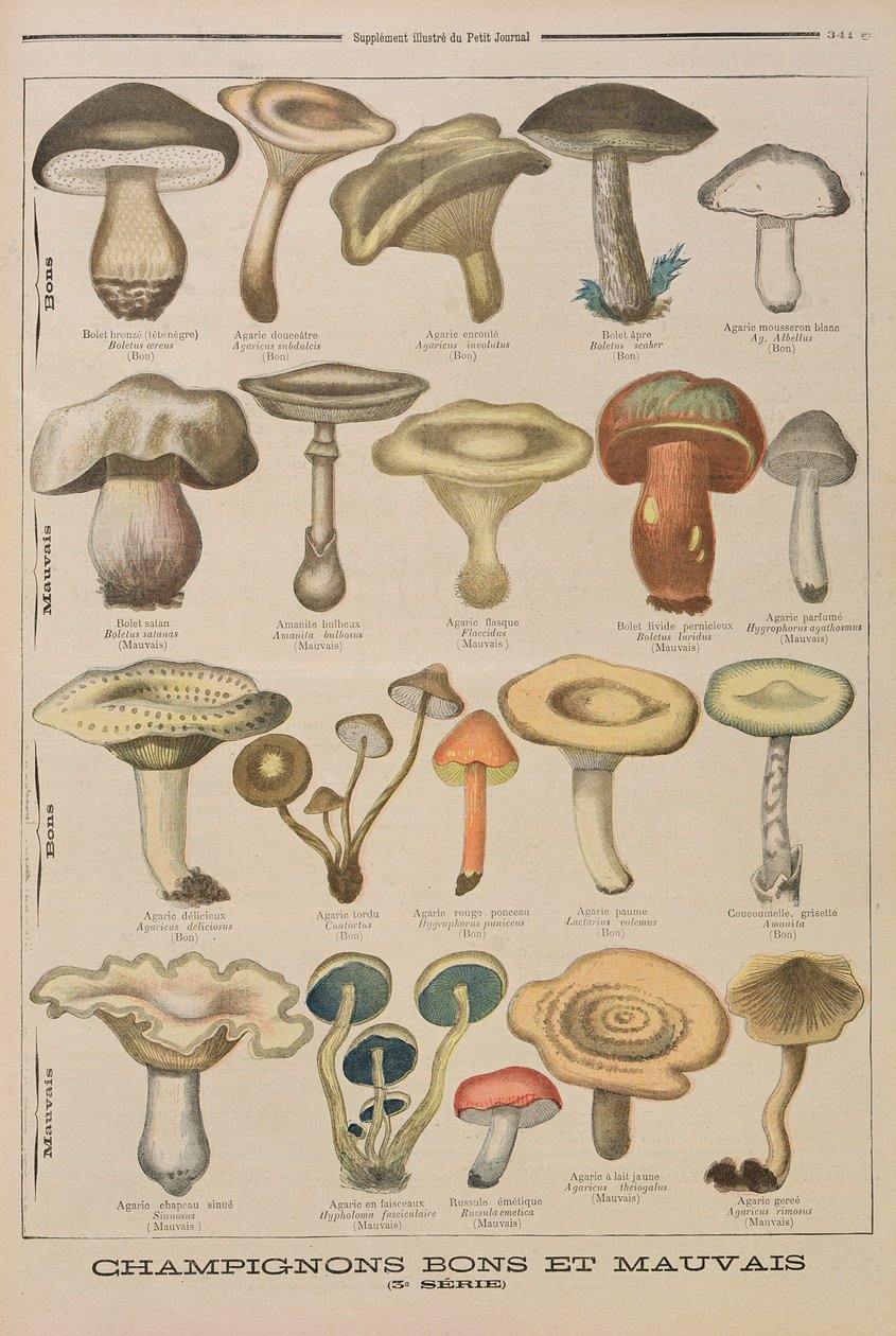 Goda och dåliga svampar, illustration från den illustrerade bilagan till Le Petit Journal, 26 oktober 1896 av French School