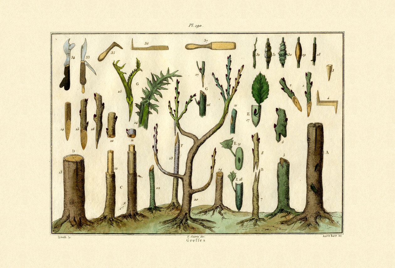 Ympning, 1833-39 av French School