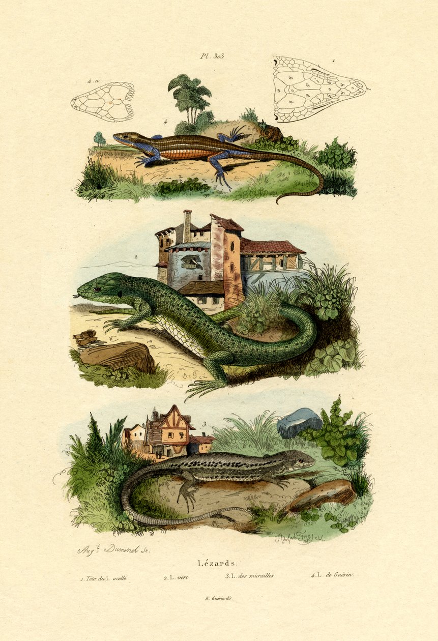 Grön ödla, 1833-39 av French School
