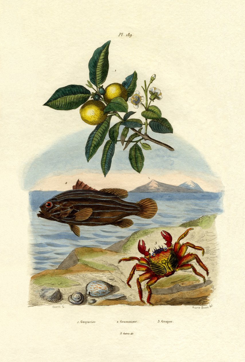 Guava, 1833-39 av French School