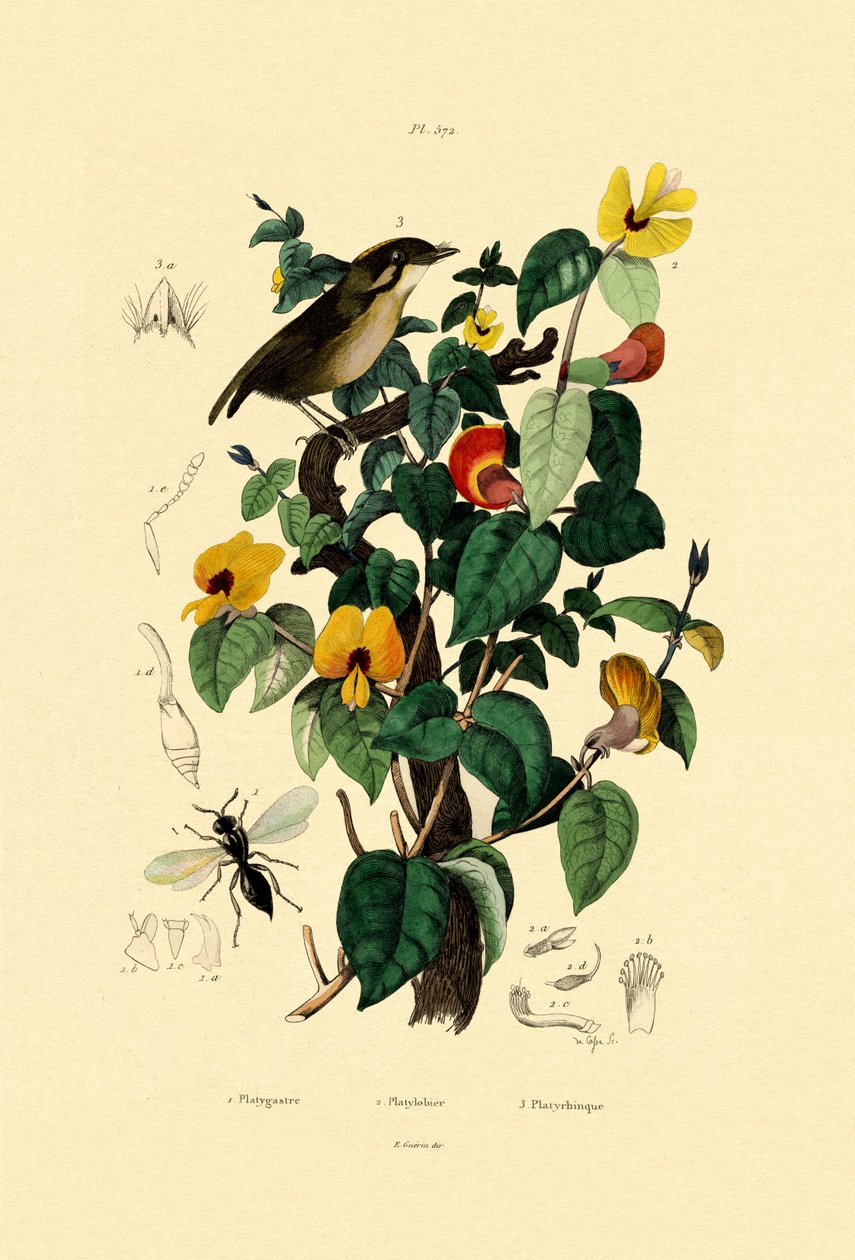 Stilig platt ärta, 1833-39 av French School