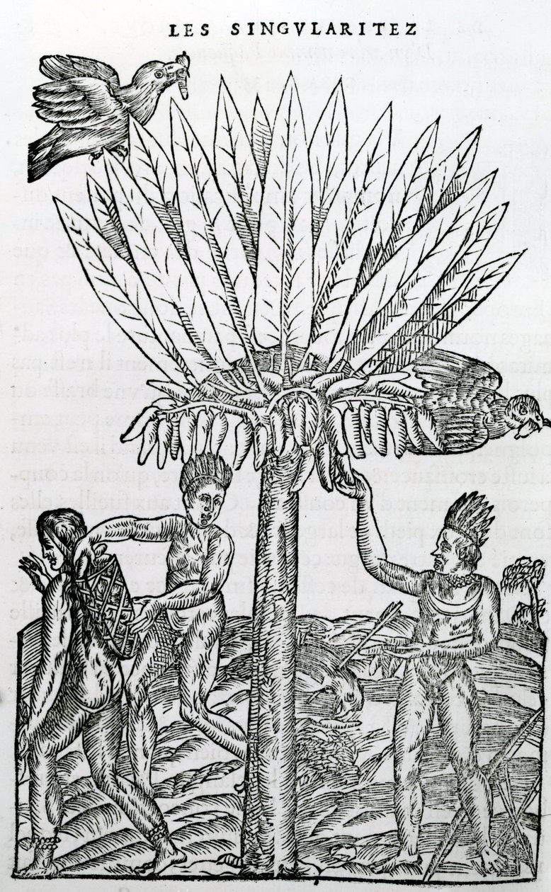 Harvest, illustration från Singularities of France Antarctique, av Andre de Thevet, 1558 av French School