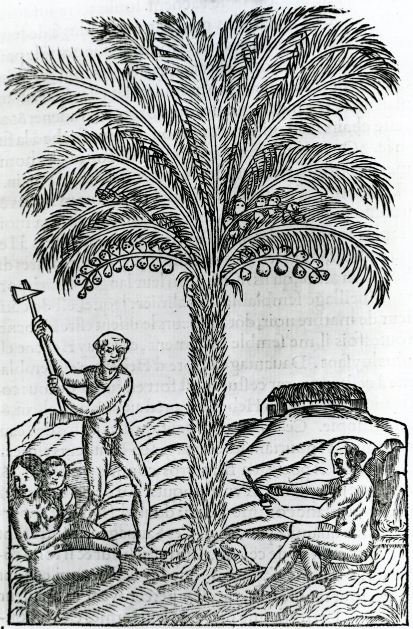 Harvest, illustration från Singularities of France Antarctique, av Andre de Thevet, 1558 av French School