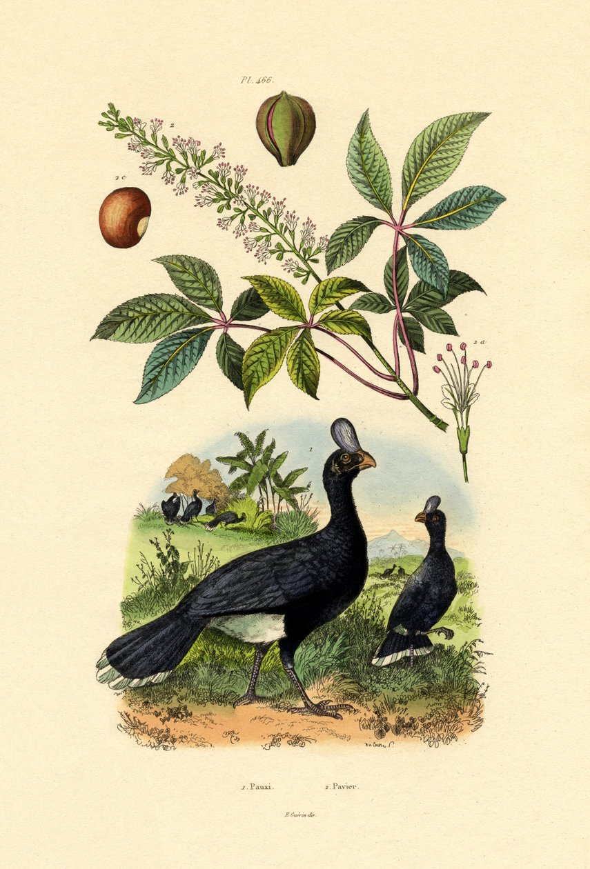 Helmeted Curassow, 1833-39 av French School