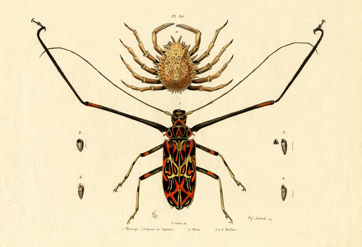 Harlequin Beetle, 1833-39 av French School