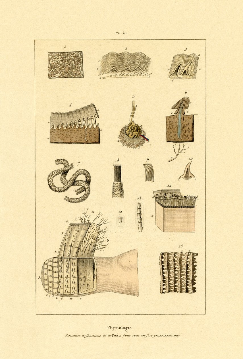 Människohud, 1833-39 av French School