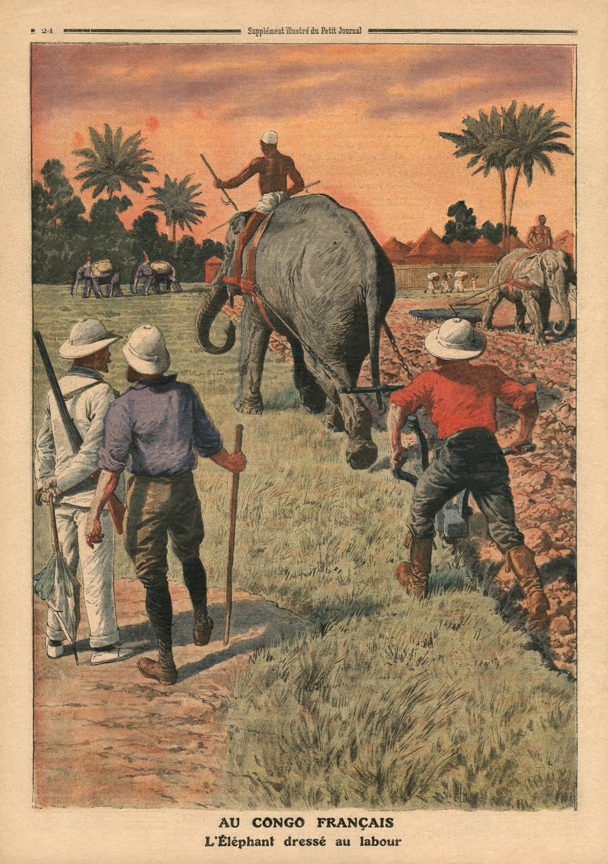 I Franska Kongo tränas en elefant till plöjning, illustration från "Le Petit Journal", supplement illustre, 15 januari 1911. av French School