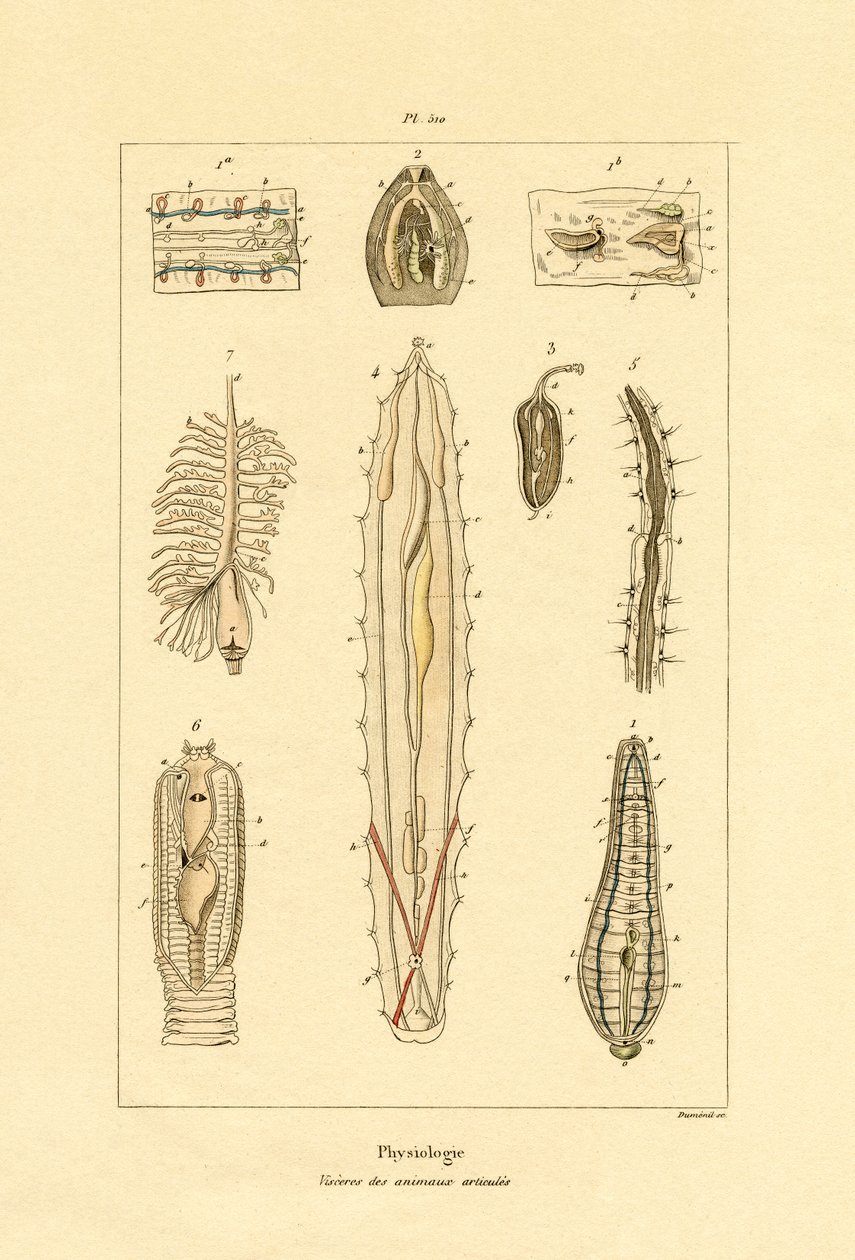 Tarmar, 1833-39 av French School