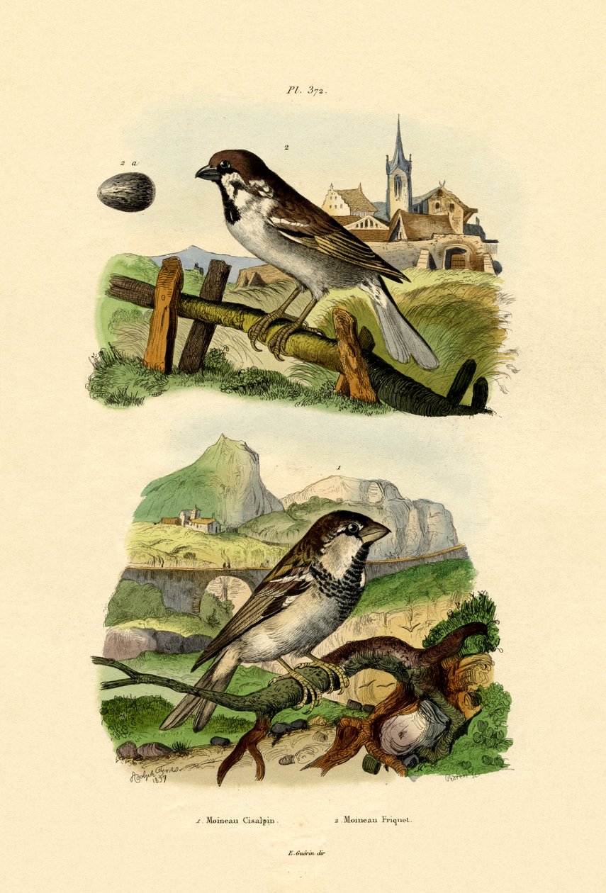Italiensk sparv, 1833-39 av French School