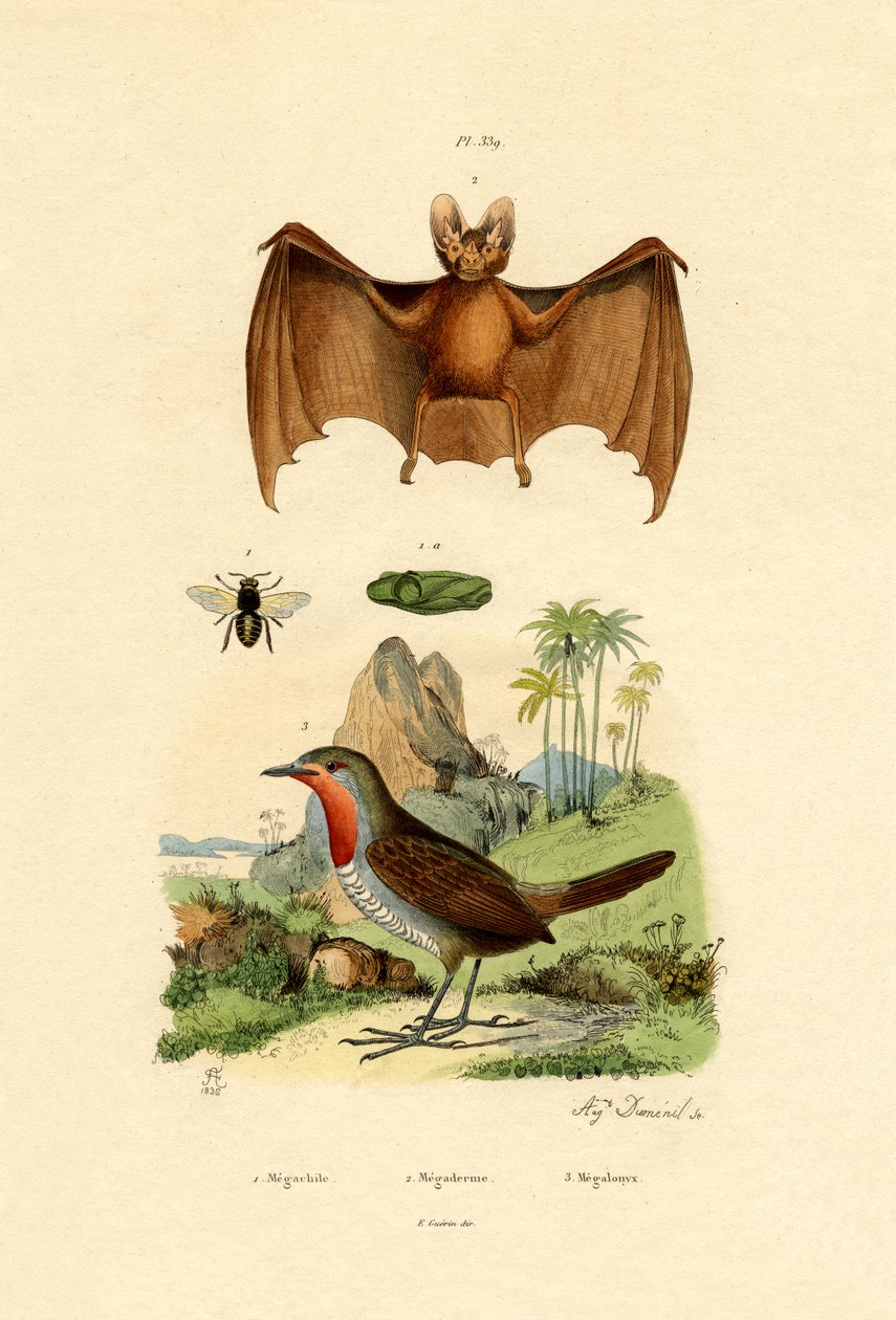 Lövskärande bi, 1833-39 av French School
