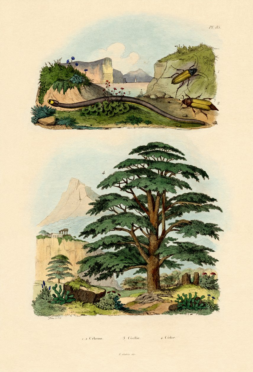 Libanon Cedar, 1833-39 av French School
