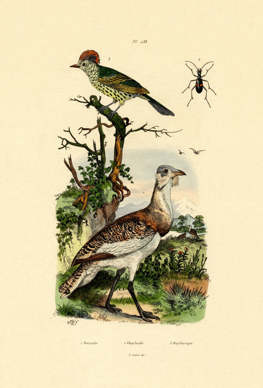 Lilla bustard, 1833-39 av French School