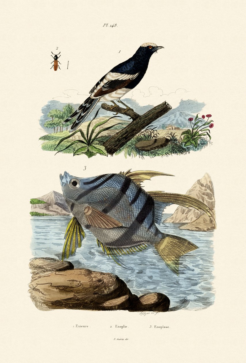 Liten gaffelsvans, 1833-39 av French School