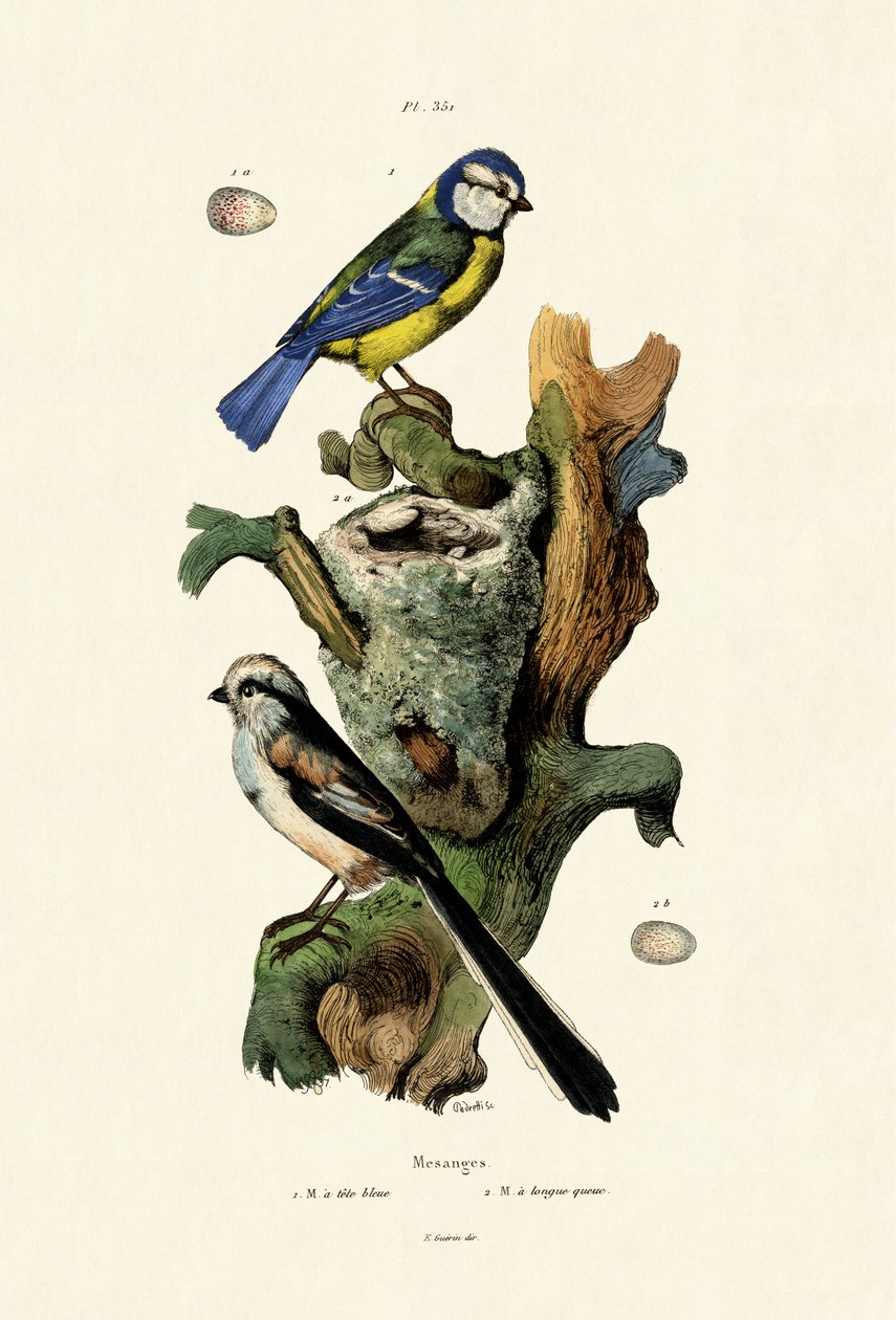 Långmes, 1833-39 av French School