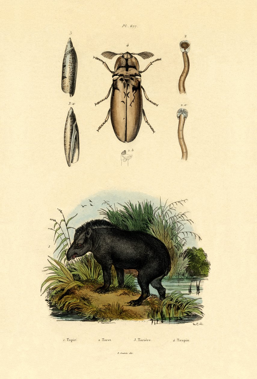Lowland Tapir, 1833-39 av French School