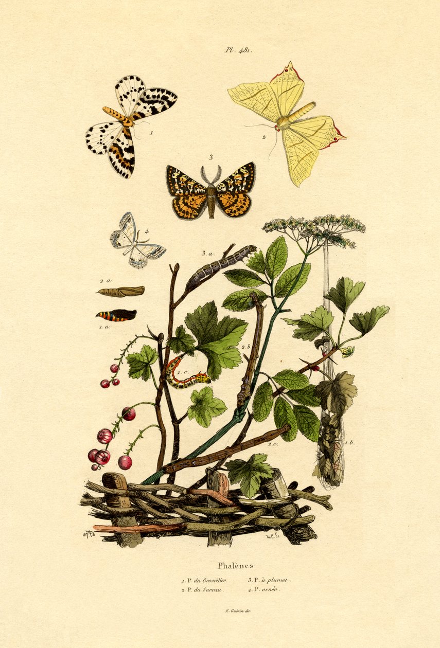 Skatfjäril, 1833-39 av French School