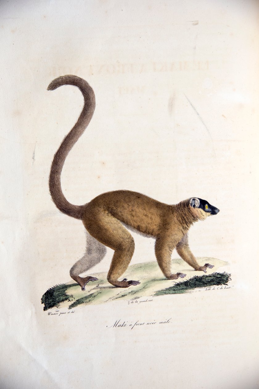 Brun lemur med krage, från Natural History of Mammals, med originalfigurer, av Étienne Geoffroy Saint-Hilaire & Frédéric Cuvier, 1824-42 av French School