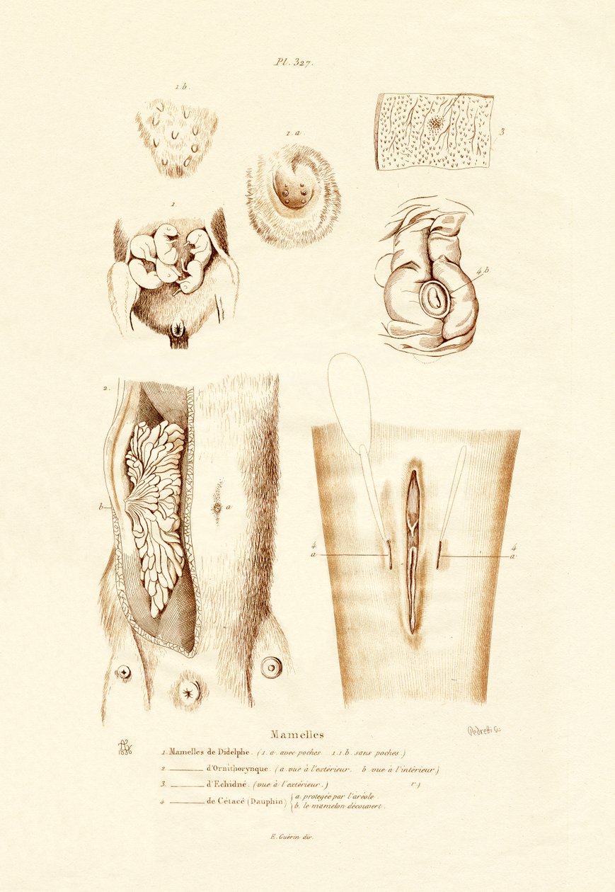 Bröstkörtlar, 1833-39 av French School