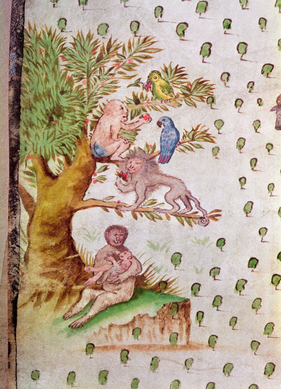 Karta över St. Lawrence mynning, detalj av papegojor och apor (penna och bläck och wc på papper) (detalj av 214130) av French School