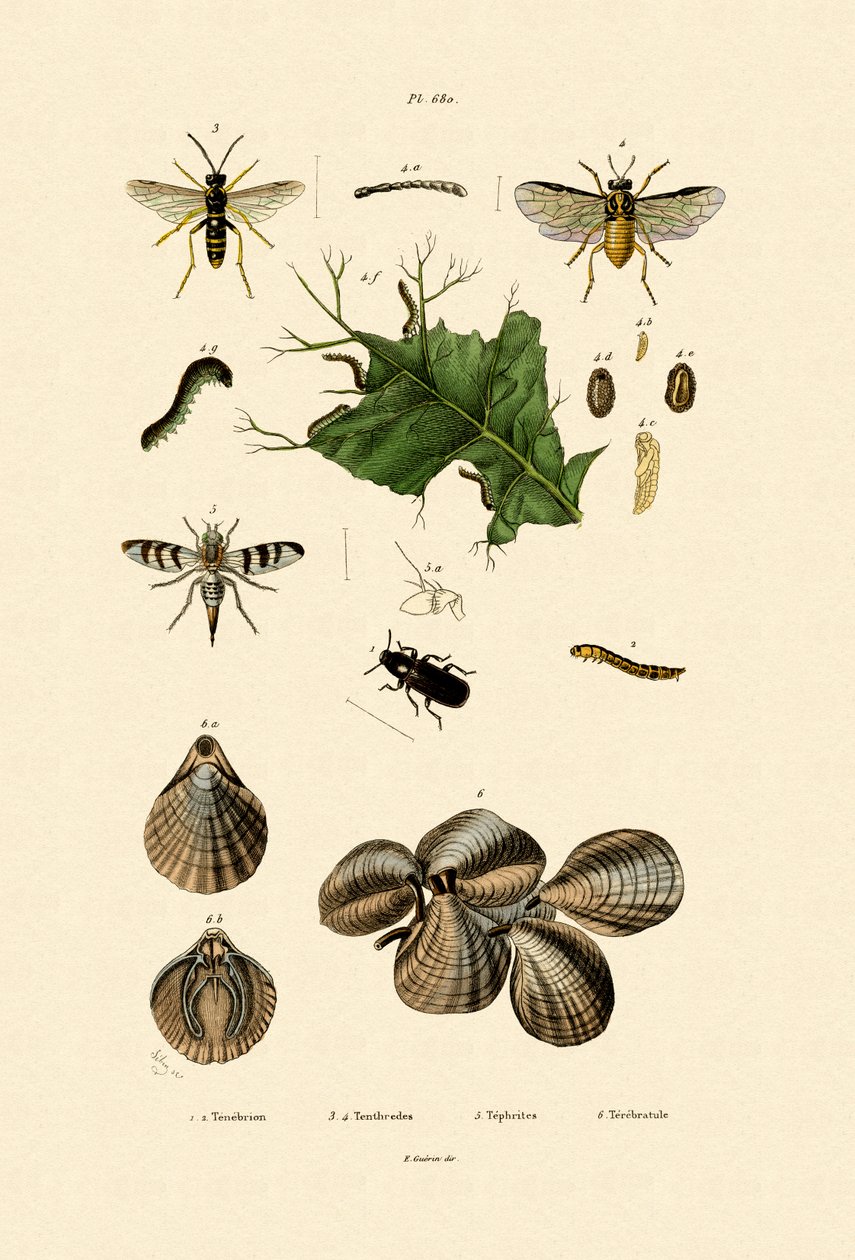 Mjölmaskbagge, 1833-39 av French School