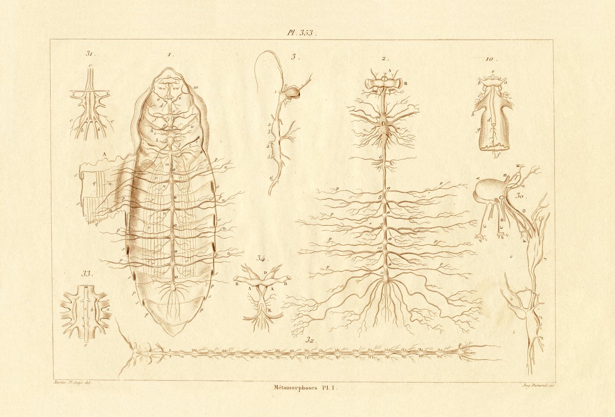 Metamorfos, 1833-39 av French School
