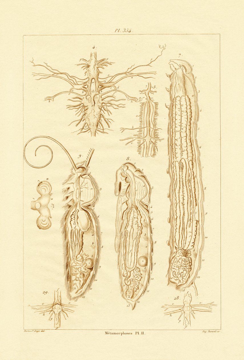 Metamorfos, 1833-39 av French School