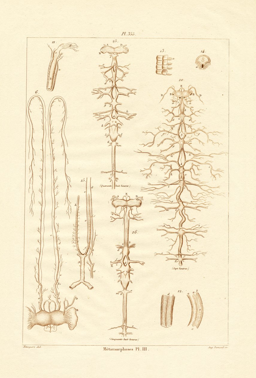 Metamorfos, 1833-39 av French School